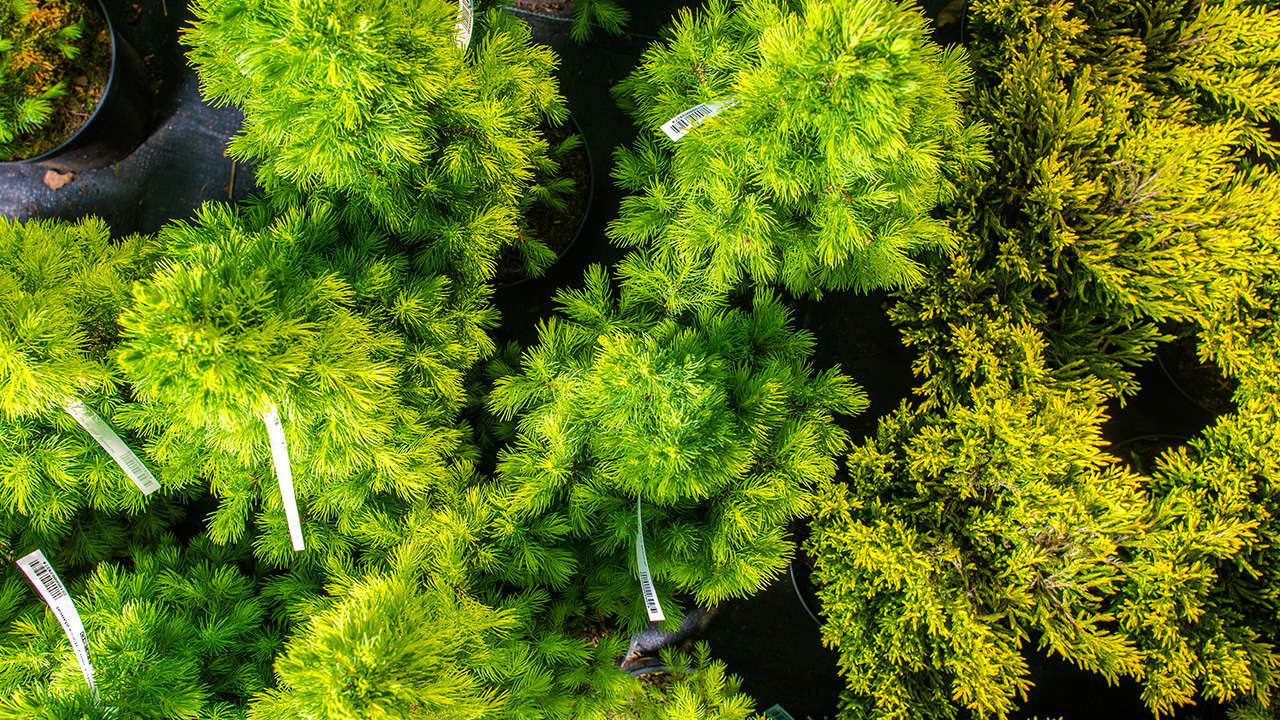 Small Evergreen Trees In Pots